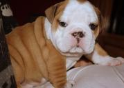 Tremendous  Male and Female British Bulldog puppies for caring homes.