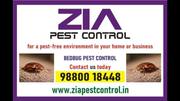 Bed Bug Treatment   Bangalore Zia Pest