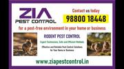 Cockroach Pest Control guest | 7043