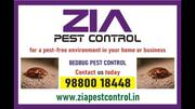 Bugs Pest Treatment | Two services provided 100% result 
