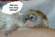 adorable capuchin monkey
